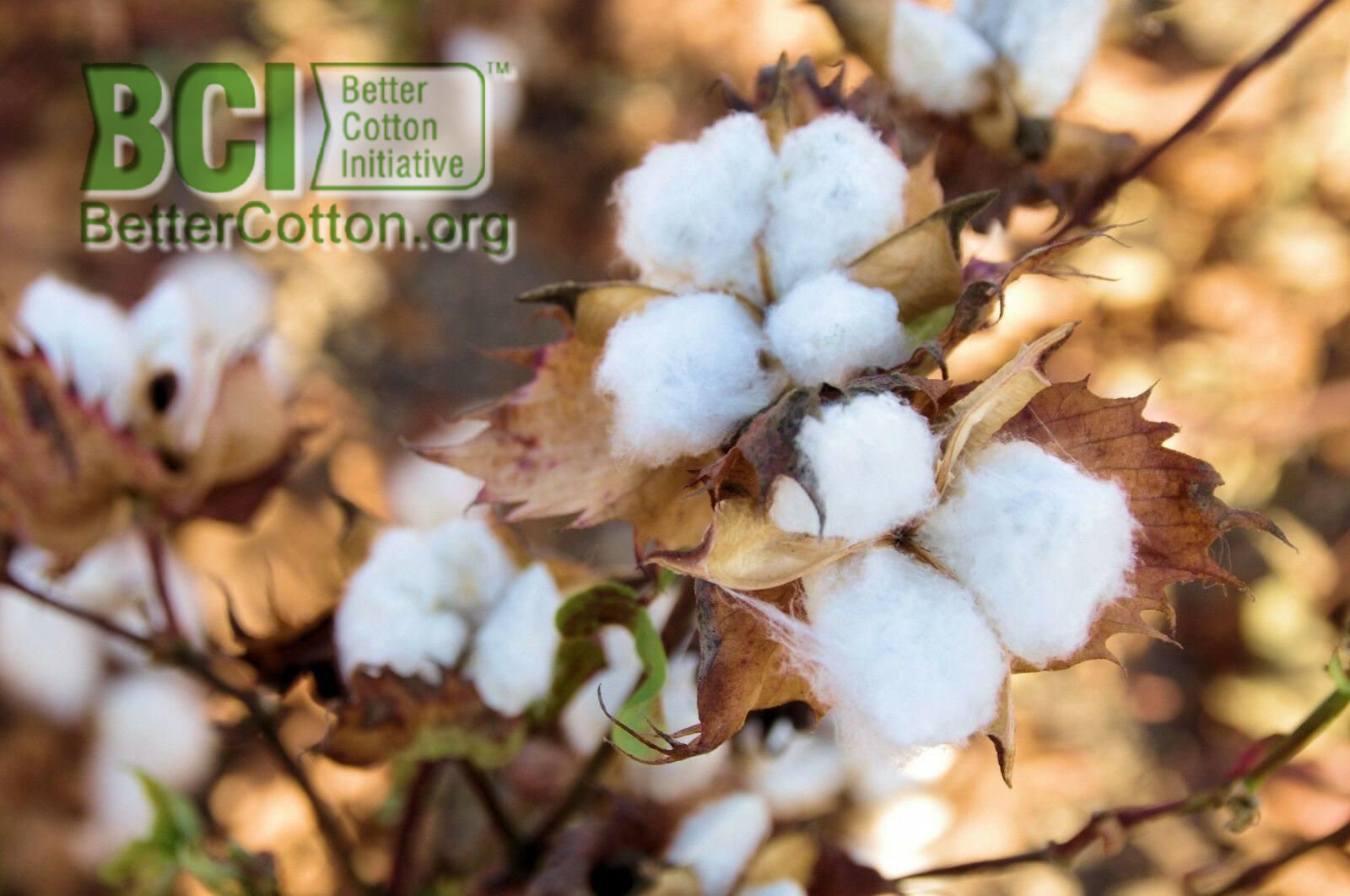 LZAZATVLZGSM4.jpg LZAZATVLZGSM4.jpg