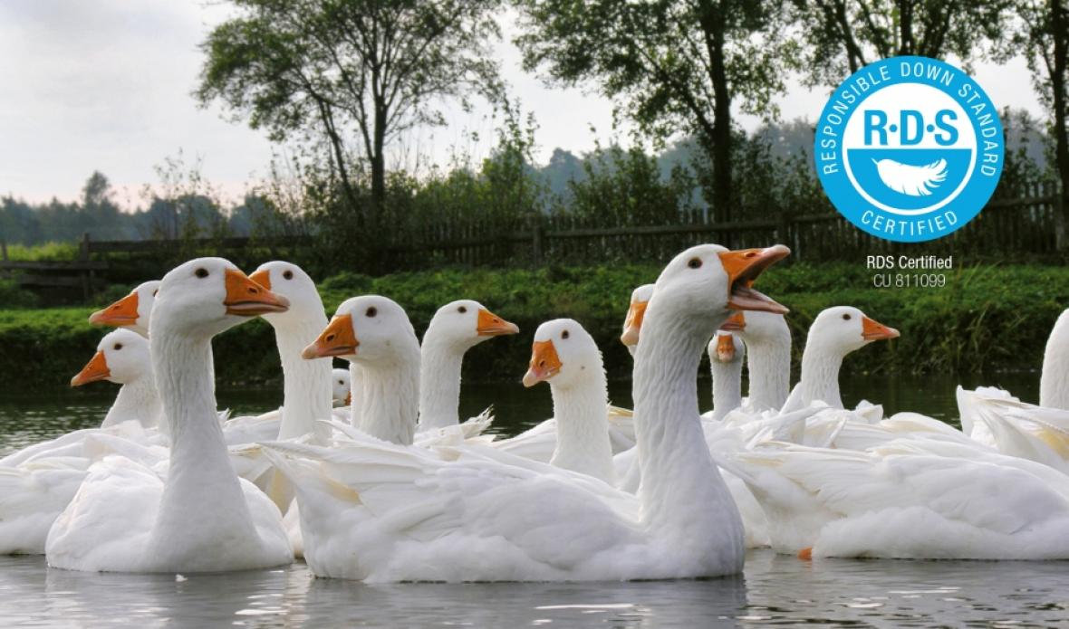 Down  HEFEL Textil  Schwarzach, Austria.jpg