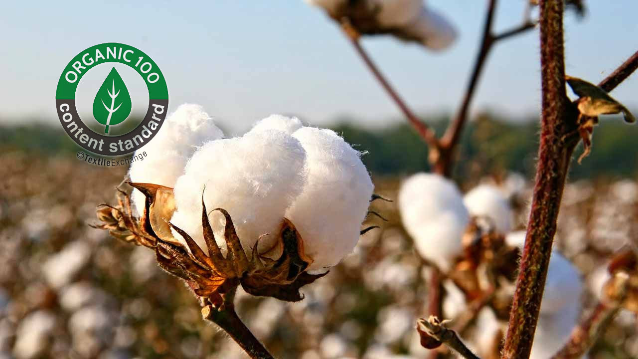 CBN gives condition to boost cotton production.jpg