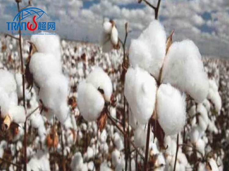 Türkiye’deki pamuk ekim alanında 100 bin hektarlık artış.jpg