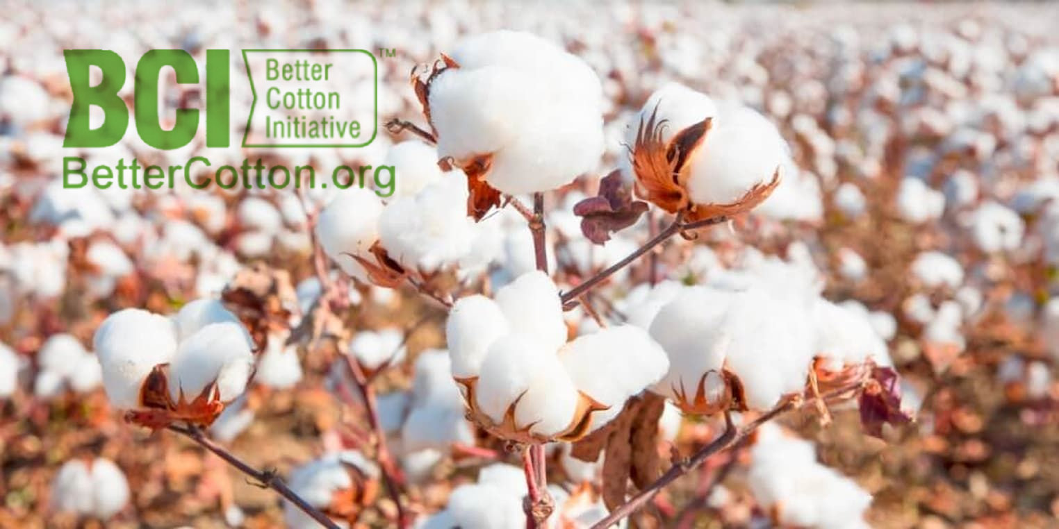 Comercialização de algodão em Mato Grosso avança.jpg